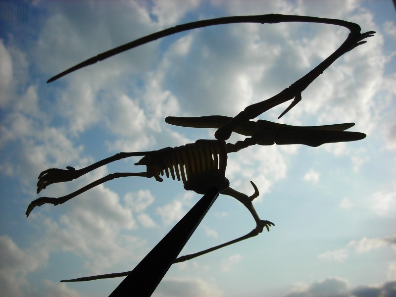 flying bones