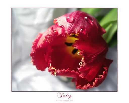 Tulip I