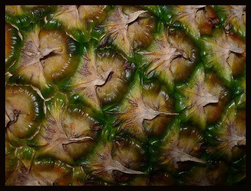 geometry of nature
