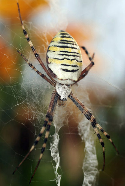 Argiopa Brunniha