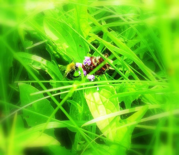 Bumblebee