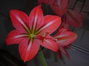 reddewhite