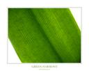 Green Harmony