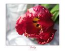Tulip I