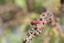 Dragon fly