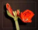 Amarillis