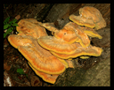mushrooms..