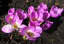 Last flowers