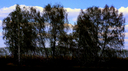 Siberian birches