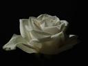 White rose
