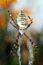 Argiopa Brunniha