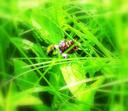 Bumblebee