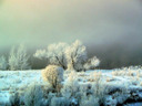 frost