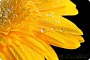 Yellow...