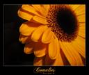 Comalies