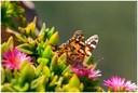 Just a butterfly.