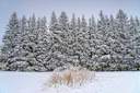 guardians of winter